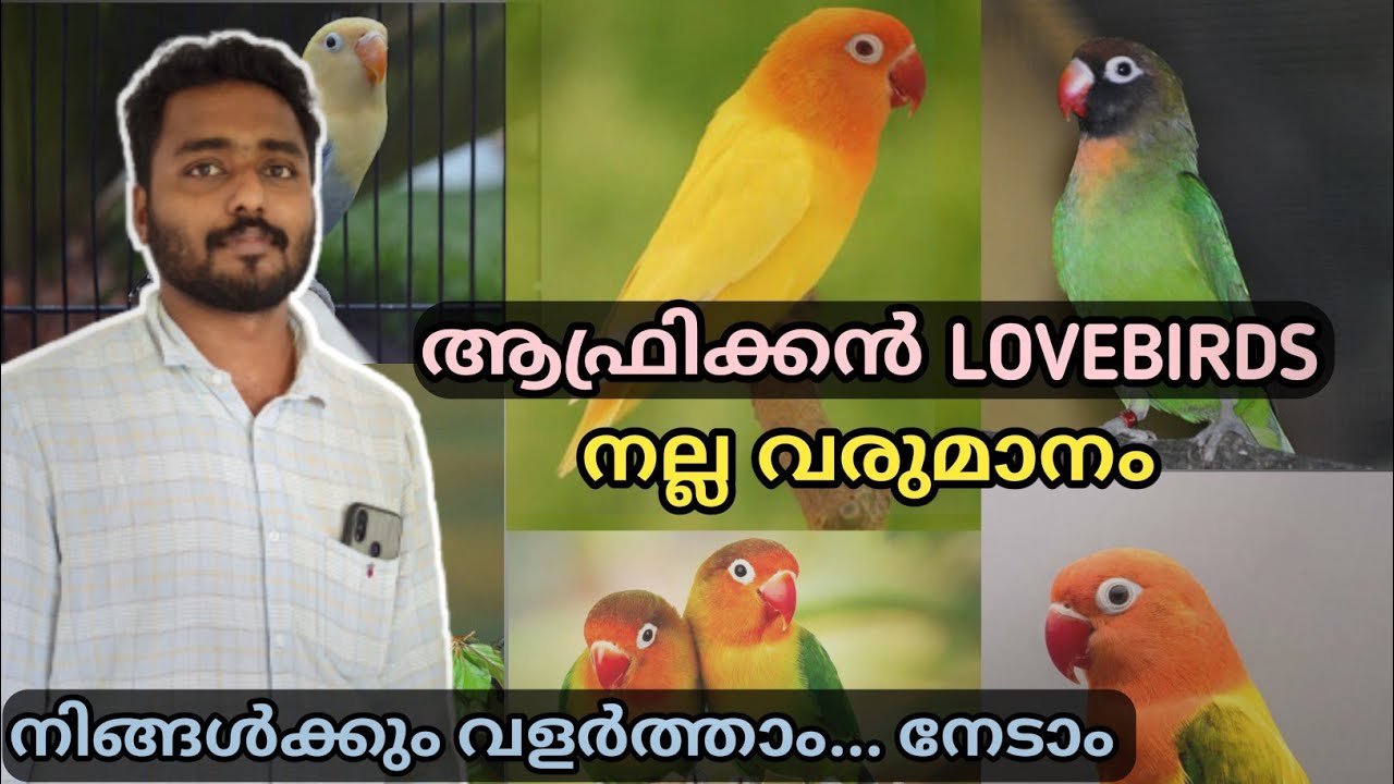 മികച്ച വരുമാനം തരുന്ന AFRICAN LOVEBIRDS || African Love Birds Malayalam ||