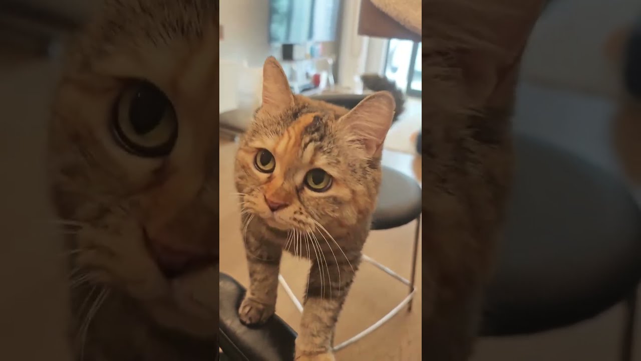 The cute kitten is spending the winter!  #meow #ねこ #고양이 #貓 #miau #katze #gato #Кошка #Kedi #asmr