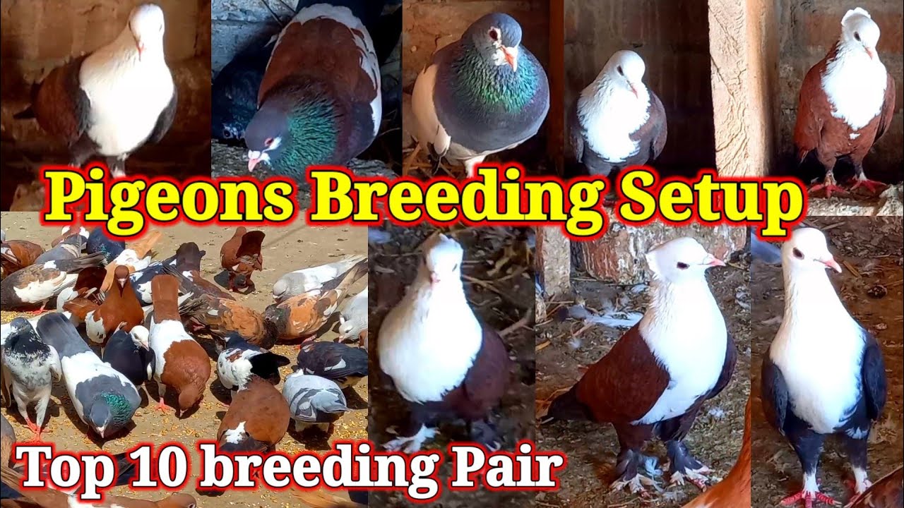 Pigeons Breeding Setup | Top 10 breeding Pair | Gola Breeder pair | Fancy Pigeons Breed |