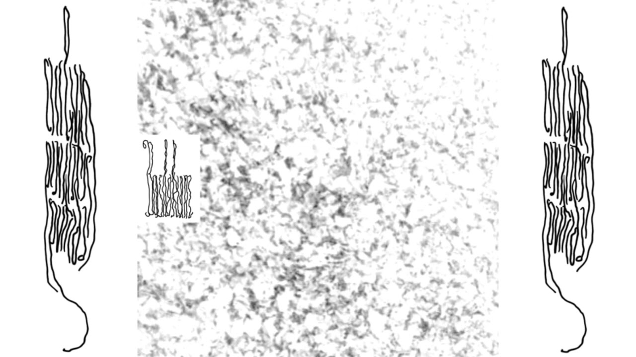 Basilikum - untitled