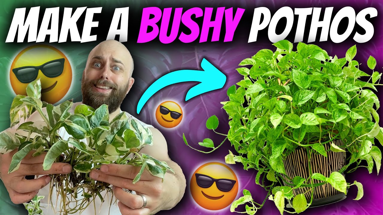 How to Make a Super Bushy Pothos Plant | Epipremnum + Philodendron Chatty Pot Up