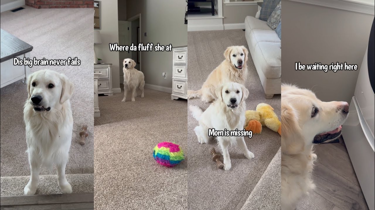 Golden Retrievers Favorite Toy Gets Washed