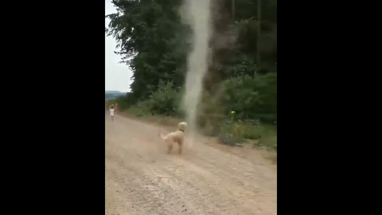 Dog Stops Tornado from Forming