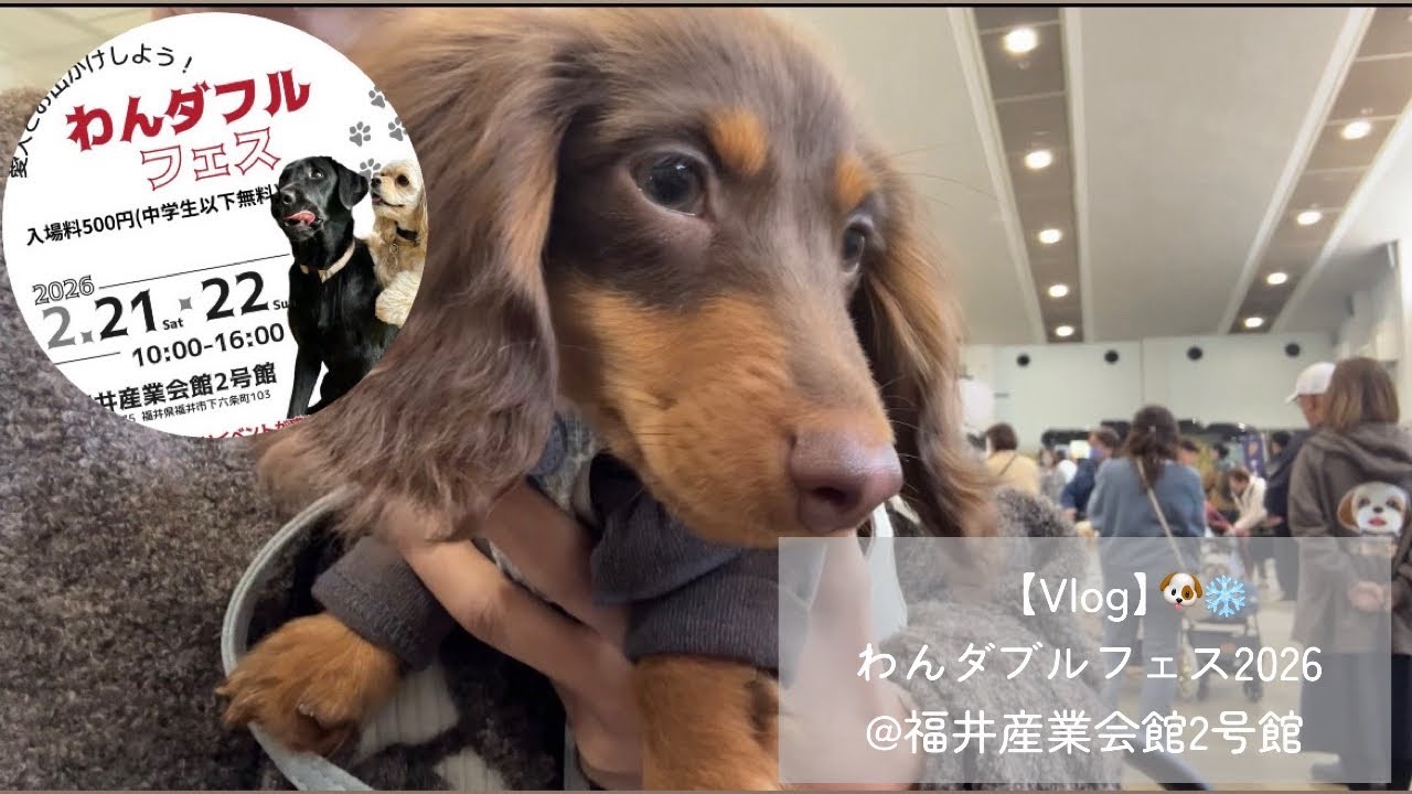 【Vlog】わんダフルフェス@福井産業会館2号館に行ってきました🐶