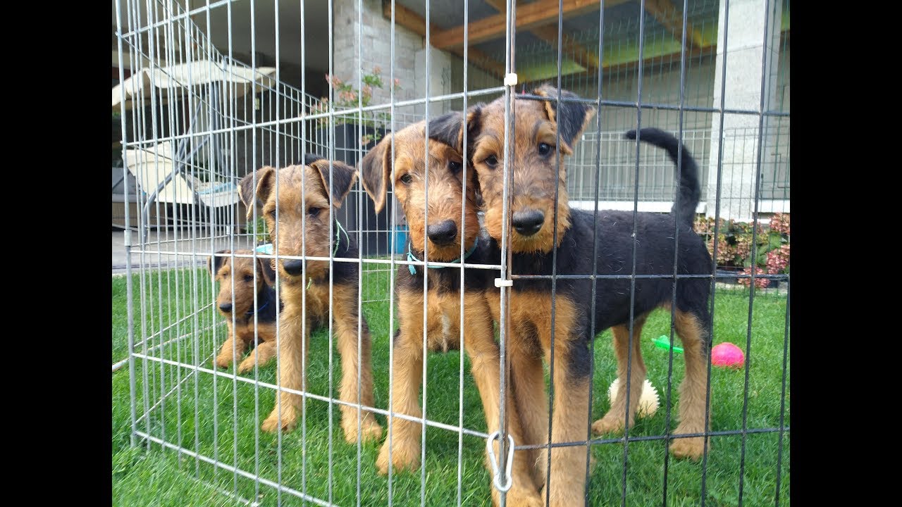 Airedale Terrier Welpen, September 2019