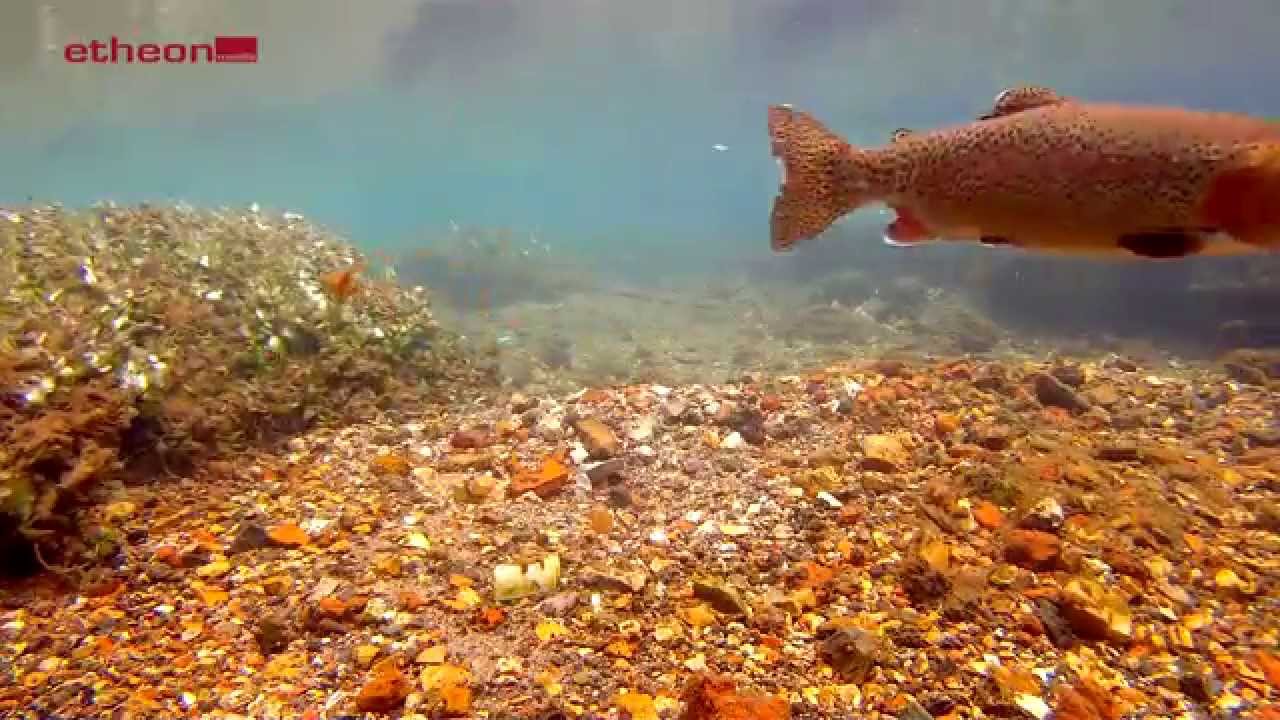 Fliegenfischen  - Nymphenfischen im Frühjahr