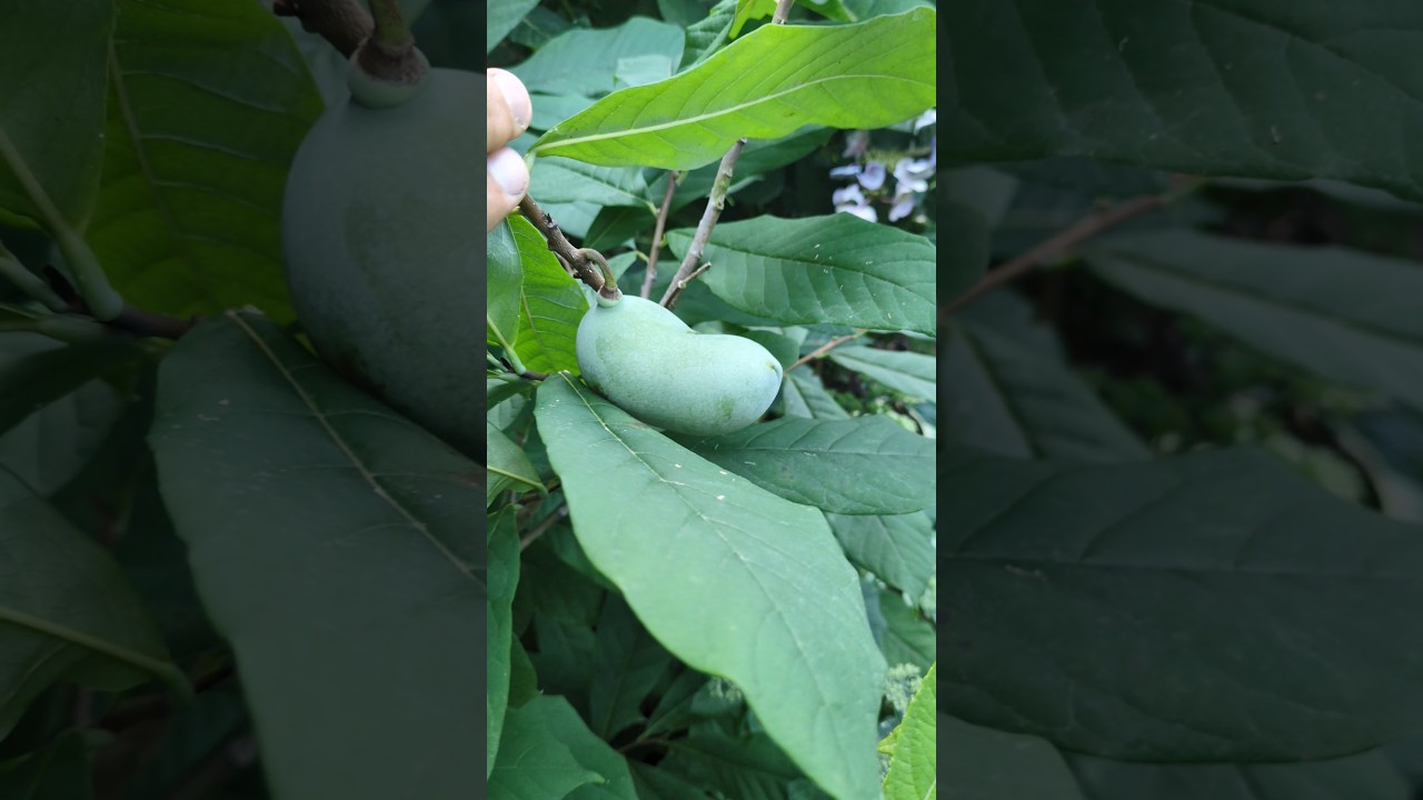Small Paw Paw Tree With fruit 