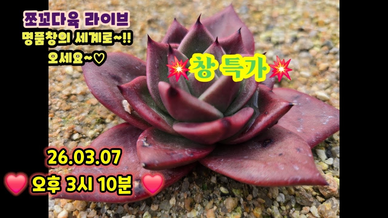 #쪼꼬다육라이브 03.07 오후3시 10분💥창 파격가 소개합니다 💥#창전문농장🩷