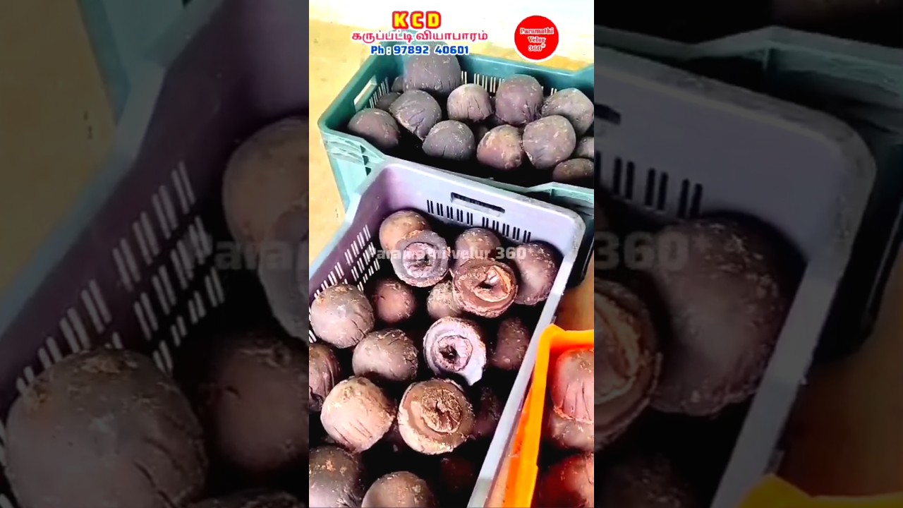 ஒரிஜினல் பனை கருப்பட்டி..#PalmJaggery#PalmSugar#Jaggery#NaturalSweetener #OrganicSugar#TamilNaduFood