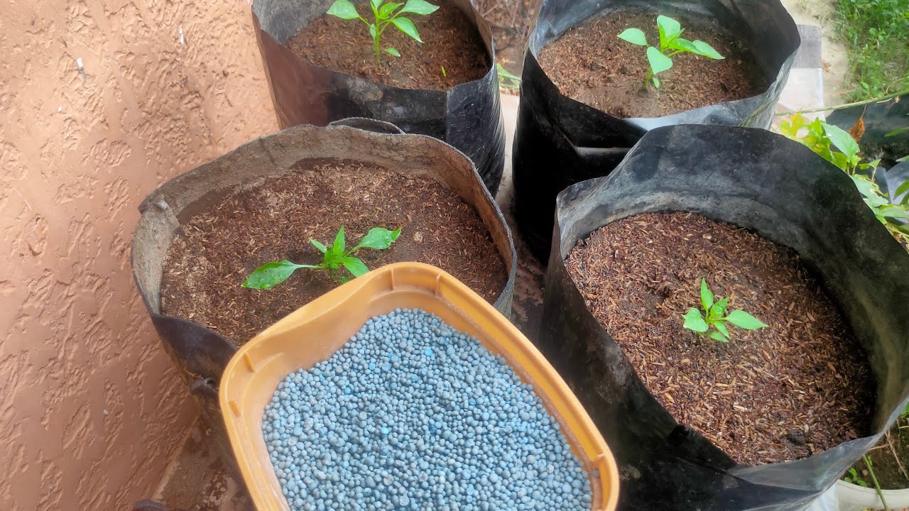 PAANO MAG FERTILIZE NG SEEDLINGS- TIPS