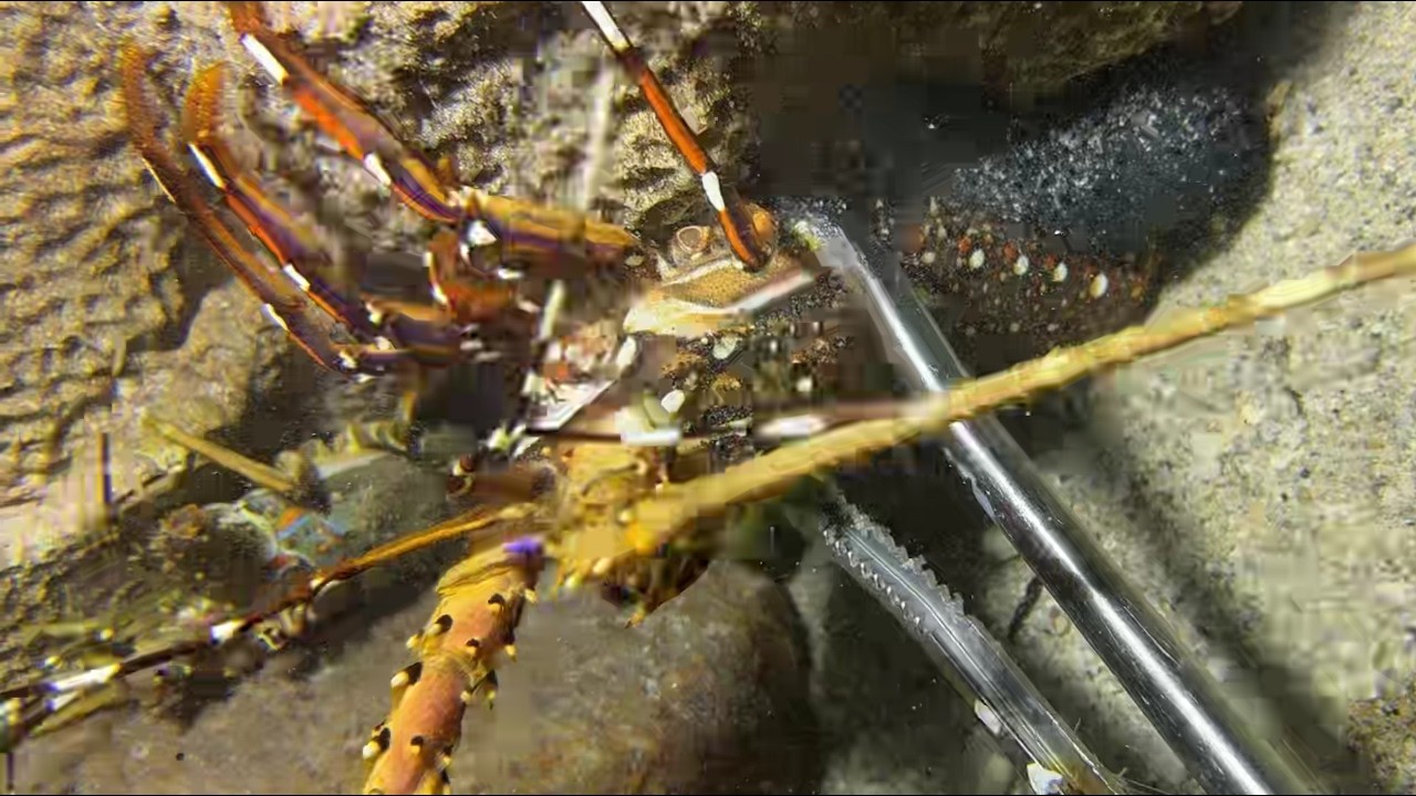 Diving under the sea to catch eels, crabs and sea cucumbers | Part 200
