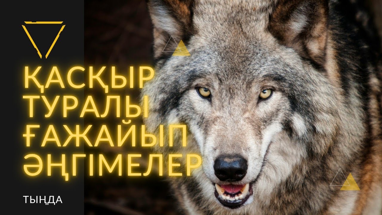 Қасқыр туралы ғажайып әңгімелер. #әңгіме 