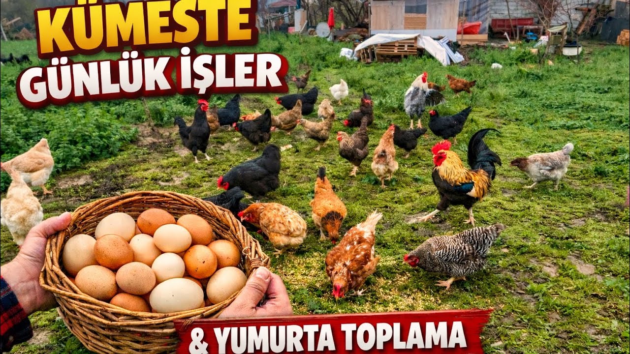 YUMURTA TOPLAMA..KÜMESİN GÜNKÜL İŞLERİ#yumurtatoplama #keşfet #tavuk #horoz #hobibahcesi #köy #