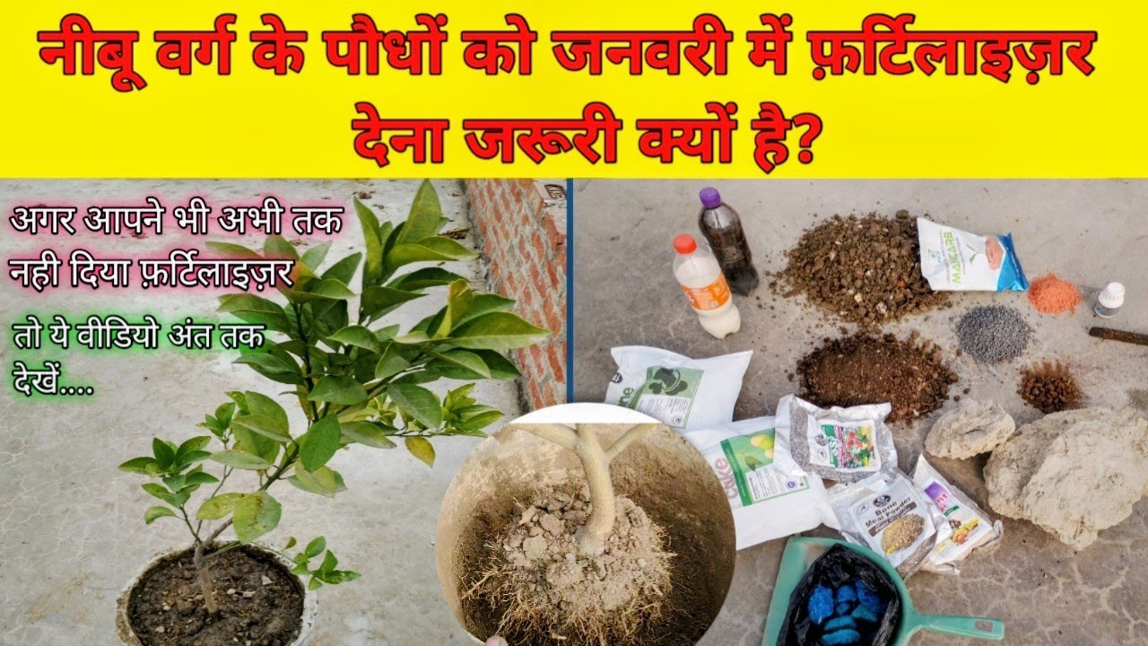 🍋 अगर पौधे पर नीबू नहीं लग रहे? जनवरी में दें ये पॉवरफुल खाद  | Lemon Fertilizer | ACP Garden 