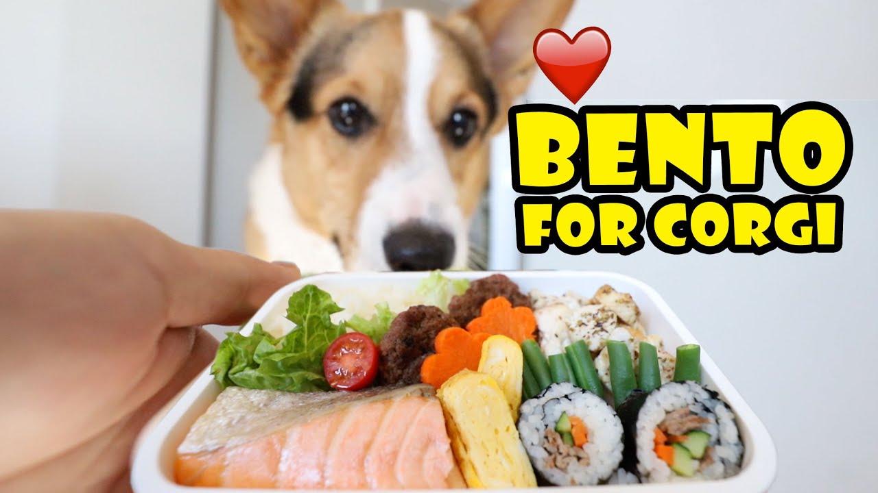 I Made My CORGI a Gourmet BENTO Box || Life After College: Ep. 682