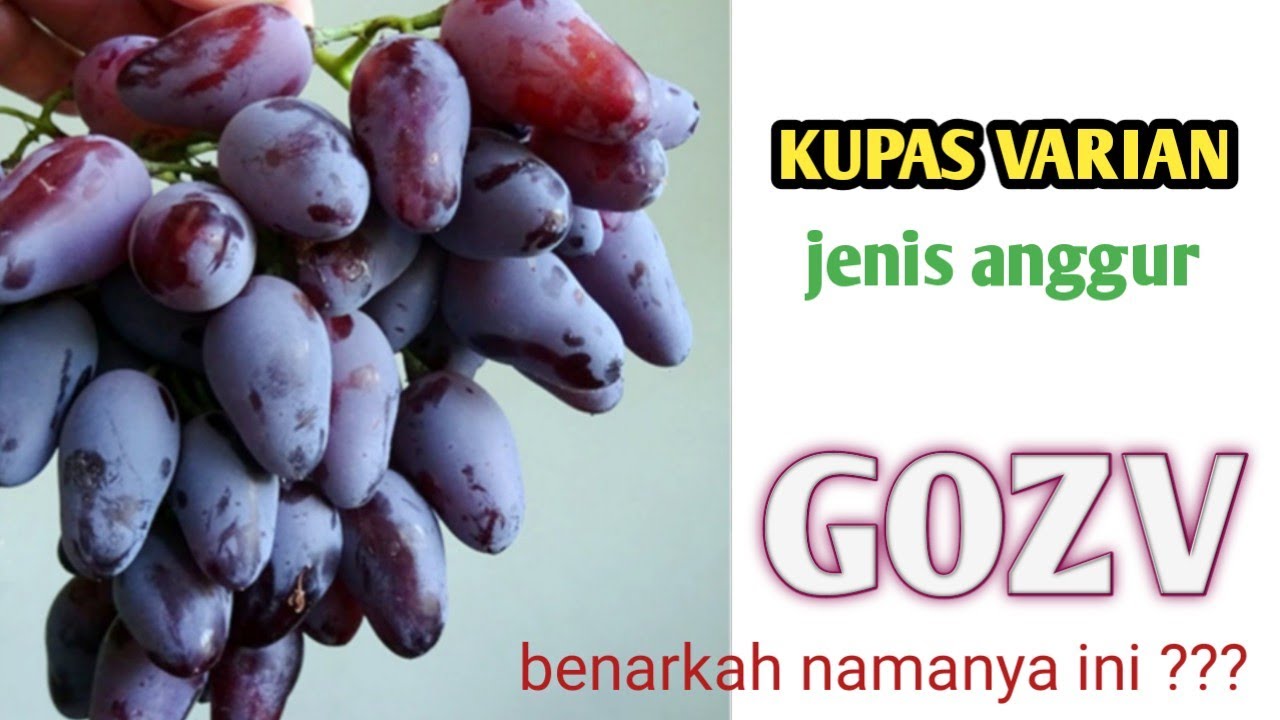 ANGGUR GOZV - kupas varian jenis anggur