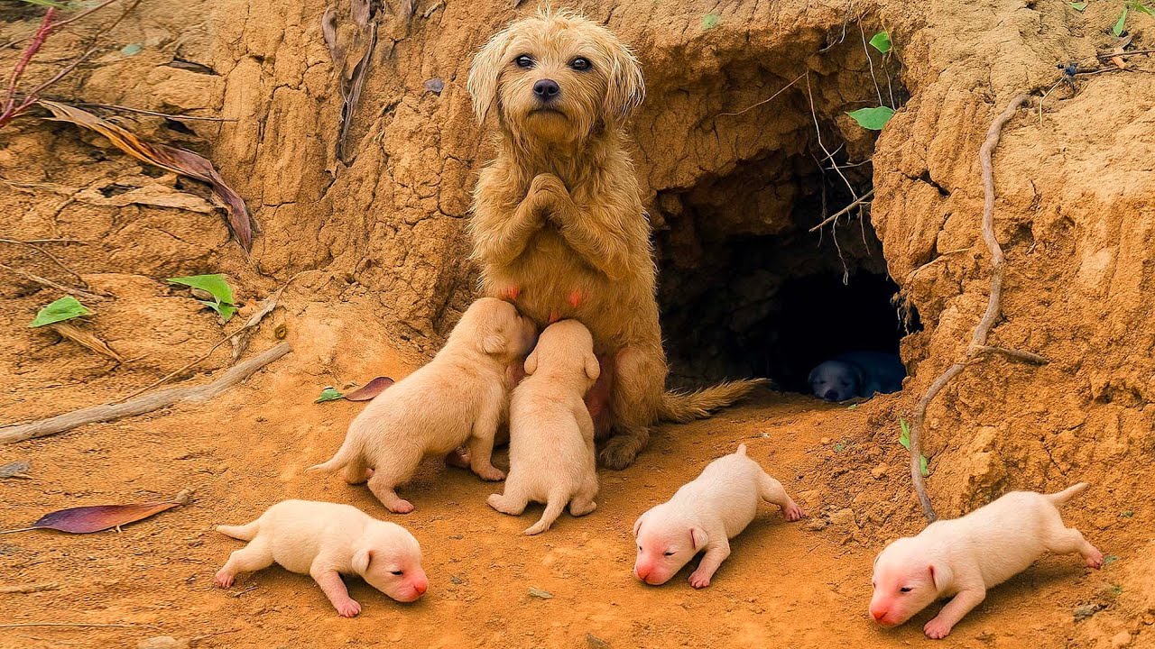 От соседей к одной большой семье — мы стали друзьями с милой семьёй собак