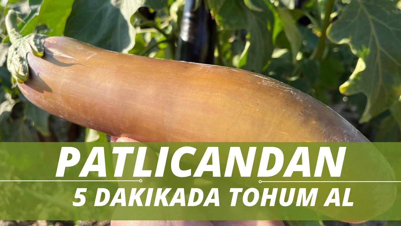PATLICAN TOHUMU NASIL ALINIR ? 5 DAKİKADA TOHUM ALMA