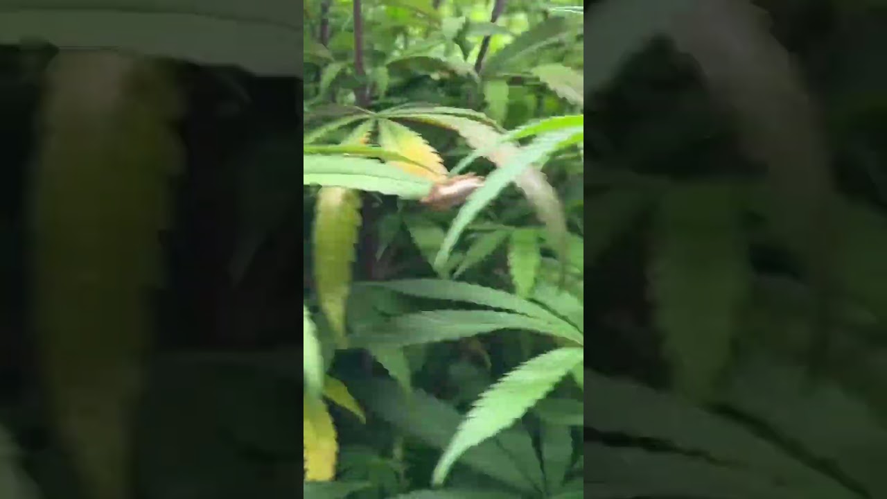 Cannasseur Club Garden