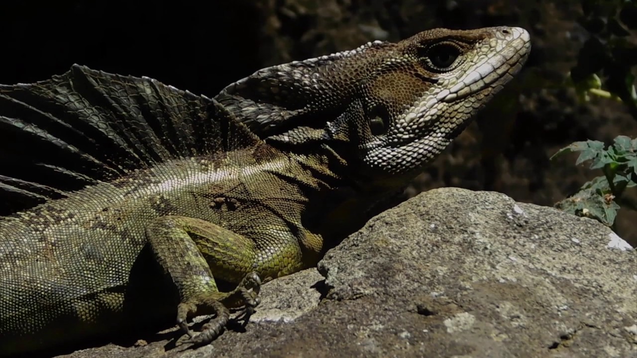 basiliscus basiliscus