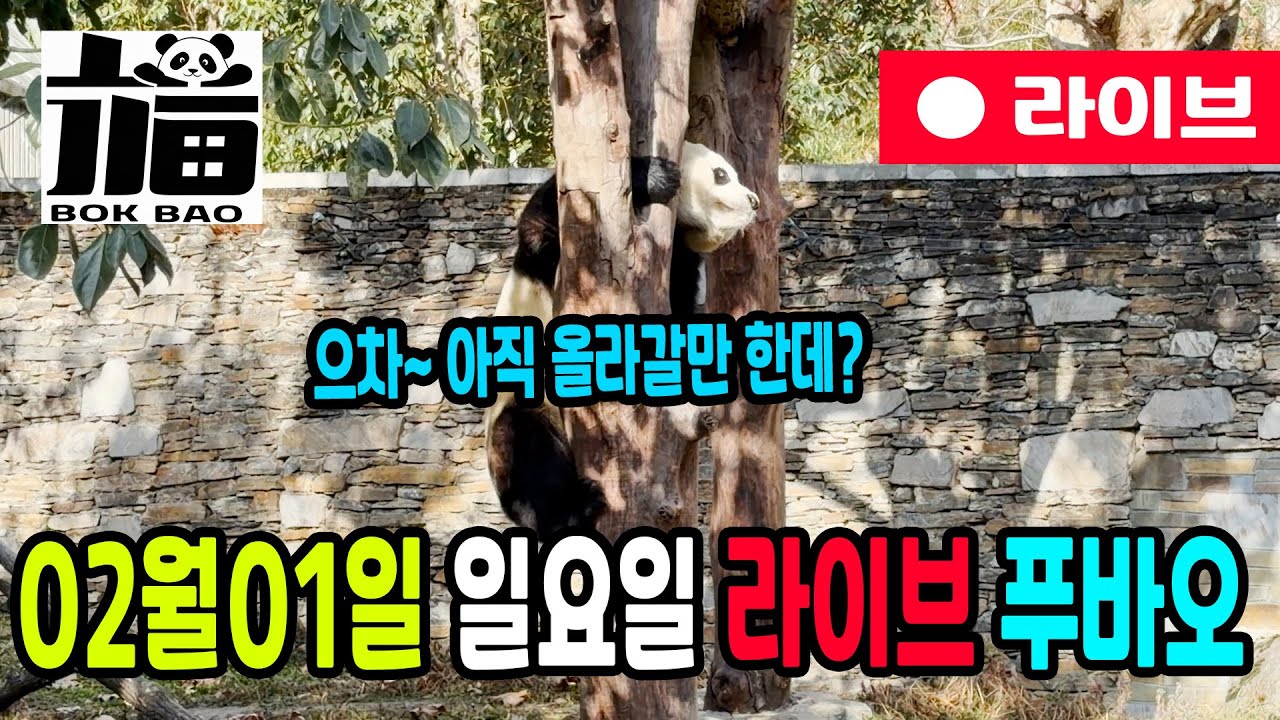 02월 01일 일요일 푸바오 라이브입니다. 으차 아직 올라갈만 한데?