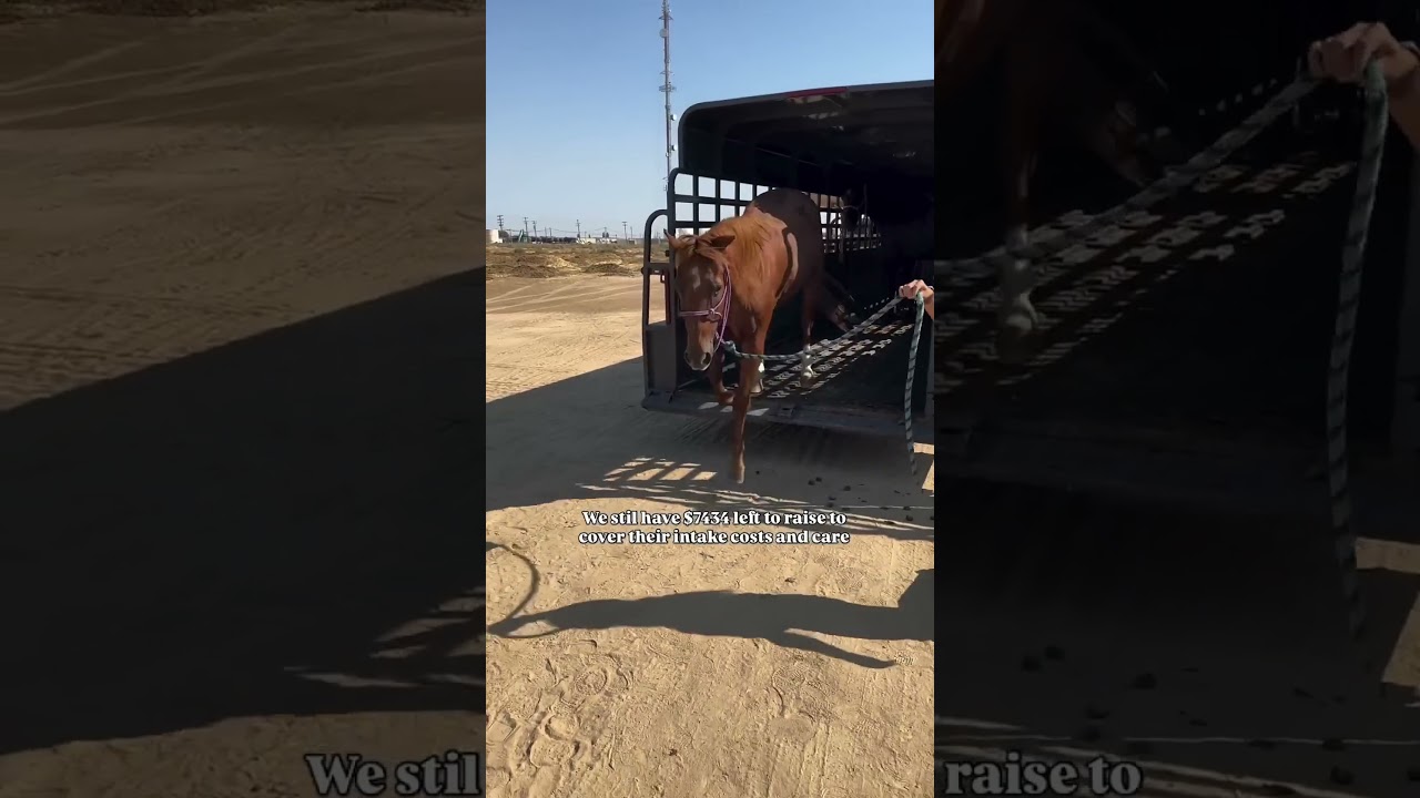 YESTERDAY AT THE CALIFORNIA AUCTION &mdash; EIGHT LIVES INTERCEPTED ❤️ #help #horse