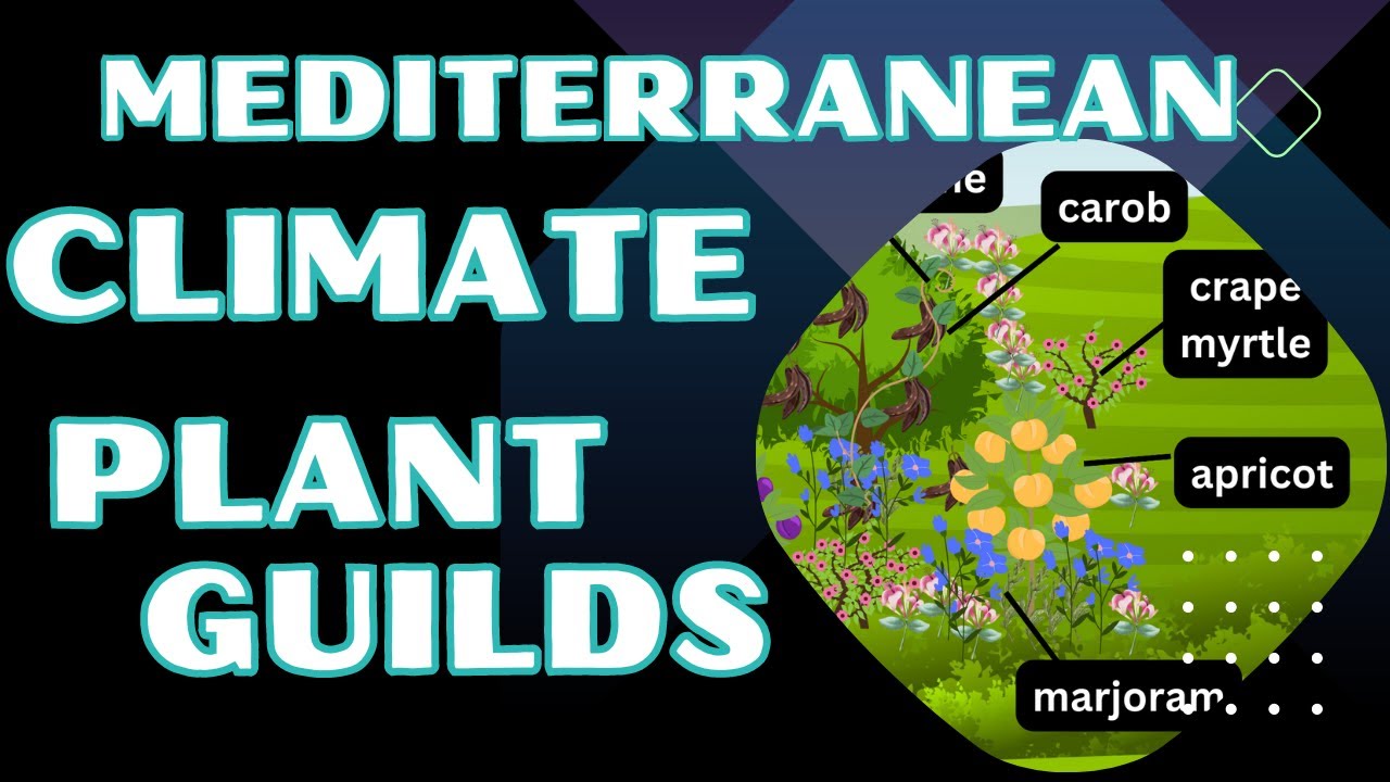 Permaculture Food Forest Tree Guilds in Mediterranean Climate