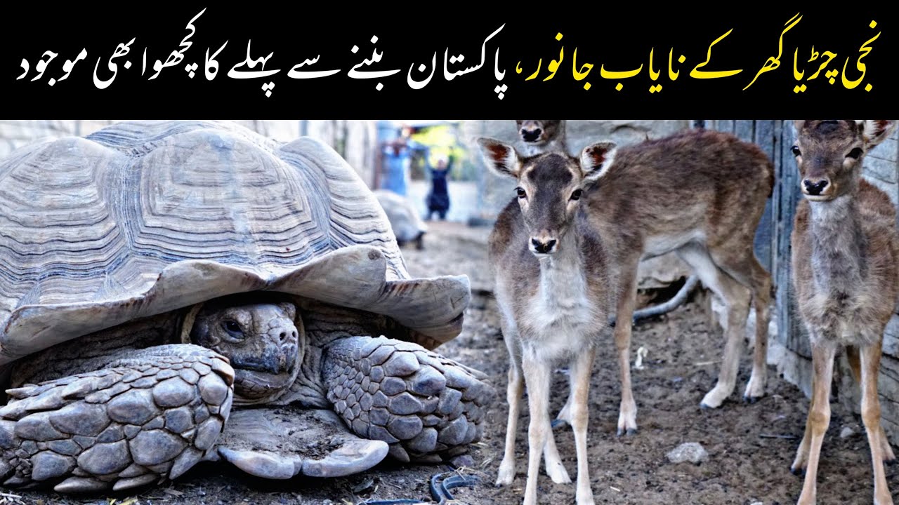 Rare and Imported Animals at Aleem Paracha House | Paracha House Vlog