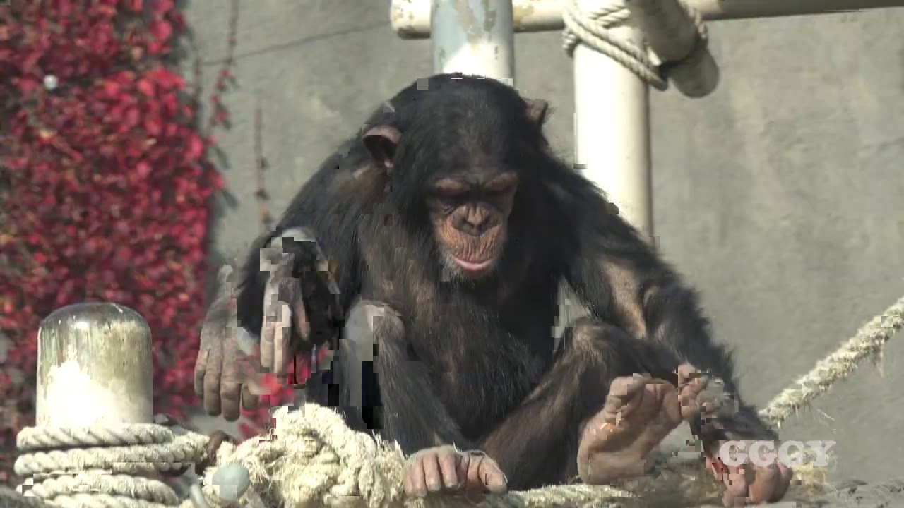 서울대공원 침팬지 아자 ( 38 month old chimp 'AJA')