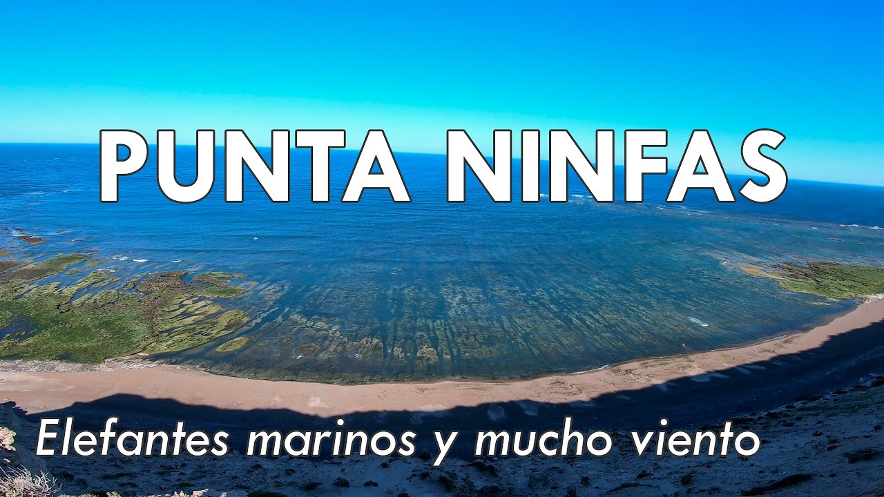 Punta Ninfas y un encuentro cercano con ELEFANTES MARINOS | Provincia de Chubut
