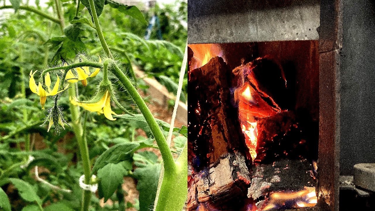 Como calentar un invernadero con madera. (Como mantener el tomate saludable) *poda de tomate.