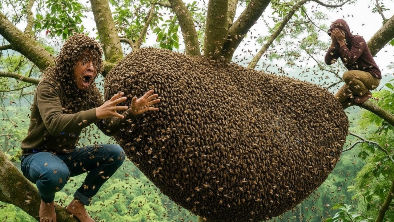 Wild Honey Harvest 2026 – One Wrong Move Changes Everything