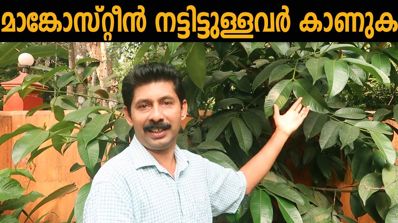 മാങ്കോസ്റ്റീൻ കായ്ക്കാൻ വൈകുന്നതിൻ്റെ കാരണങ്ങൾ Mangosteen Farming Tips and Agriculture Experience