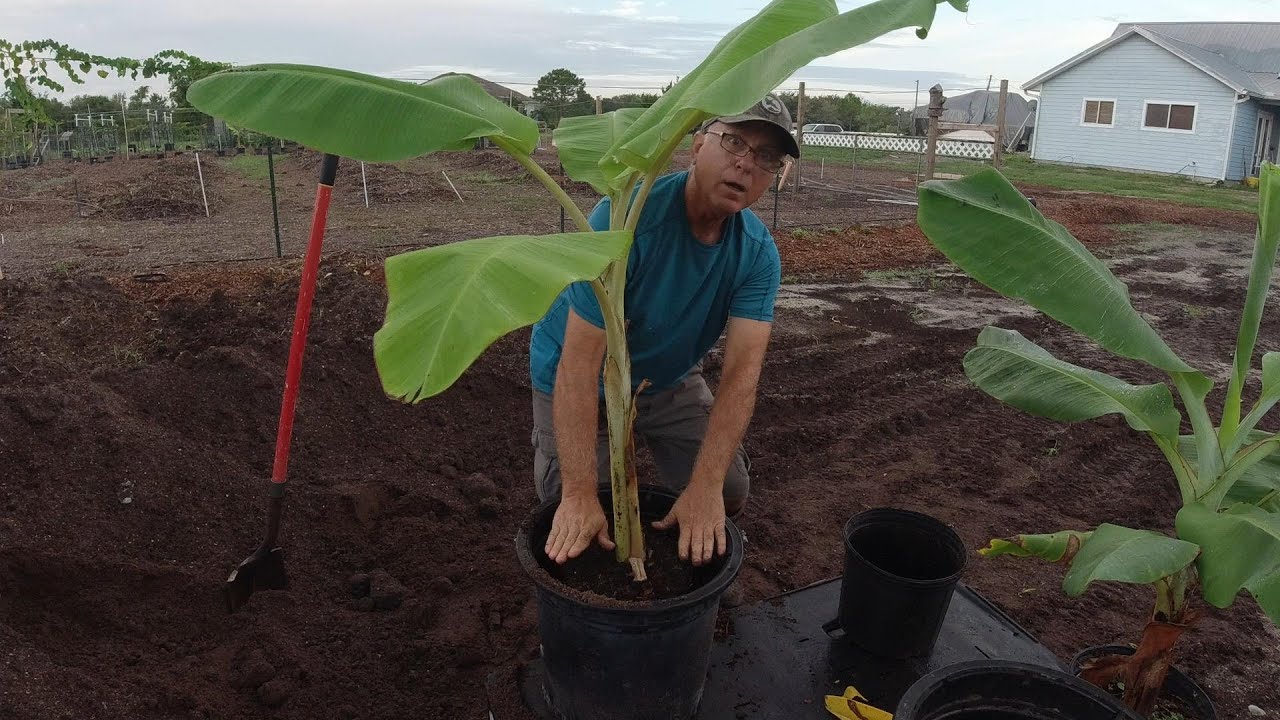 Potting  Dwarf Namwah  and Dwarf Cavendish Banana Plants