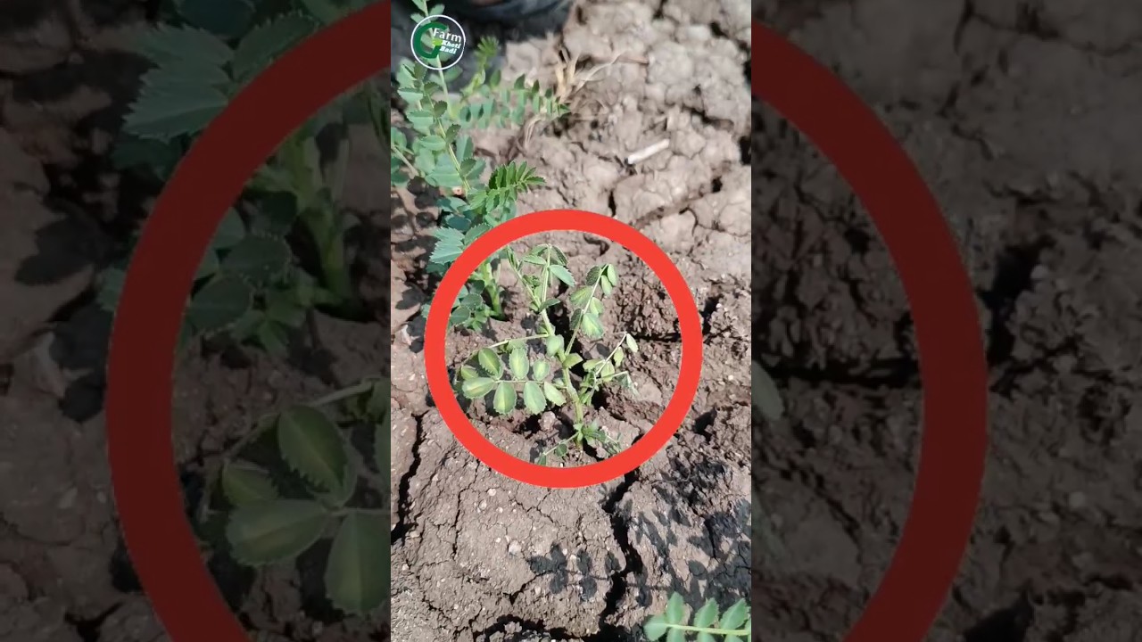 Treatment of wilt in gram | Chane ki kheti #indianfarmer #gfarm_kheti_badi