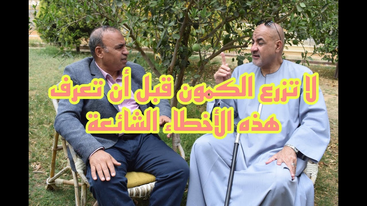 أخطر 5 أخطاء في زراعة الكمون... المزارعون يقعون فيها دون أن يدروا