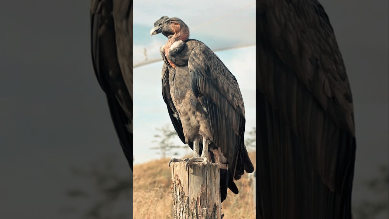 Andean Condor: Giant of the Skies 🦅 #birds #wildlife #animals