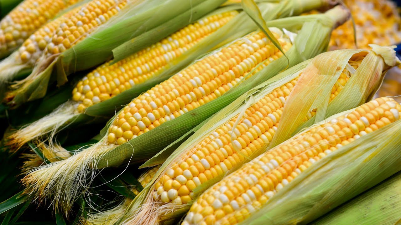 Corn prices have risen 50% in 2021 as global supply of grains shrinks