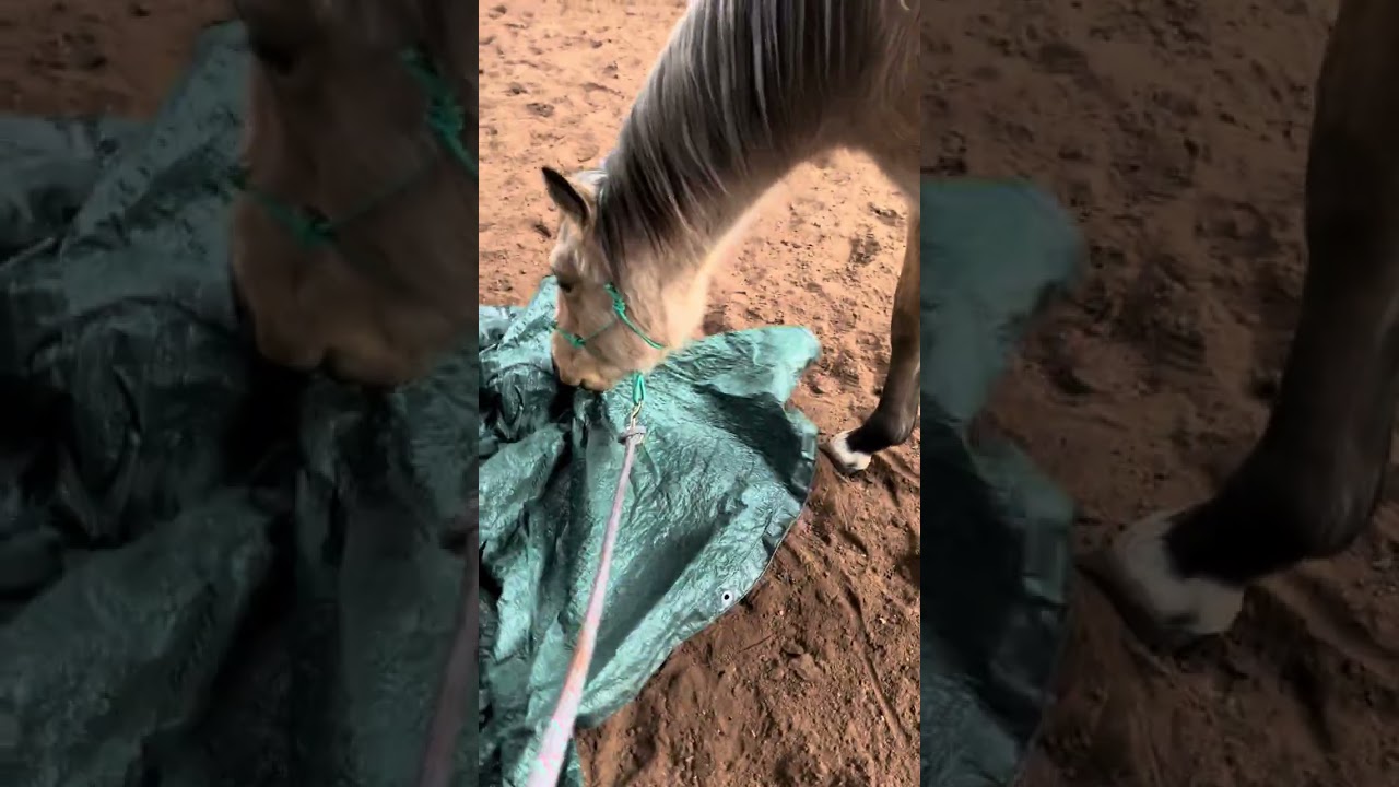 Coming 3 YO Buckskin An Eligible Bachelor Colt