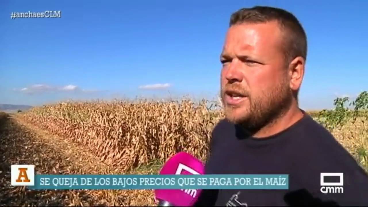 Recogida del maíz. Ancha es Castilla - La Mancha.
