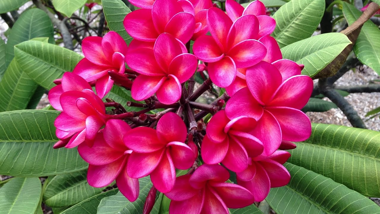 Huge Plumeria forest on Oahu Hawaii with thousands of blooms.