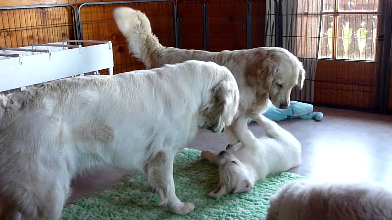 Golden Retriever Grandma and Daughter with Intrepid Puppy