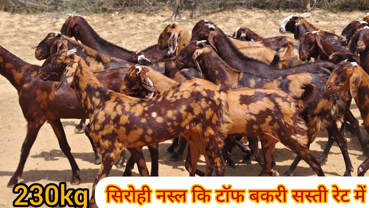 सिरोही नस्ल में टॉप बकरी सस्ते रेट में Bhawani goat farm 9549664325./