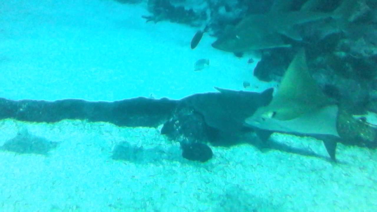 Sentosa singpora