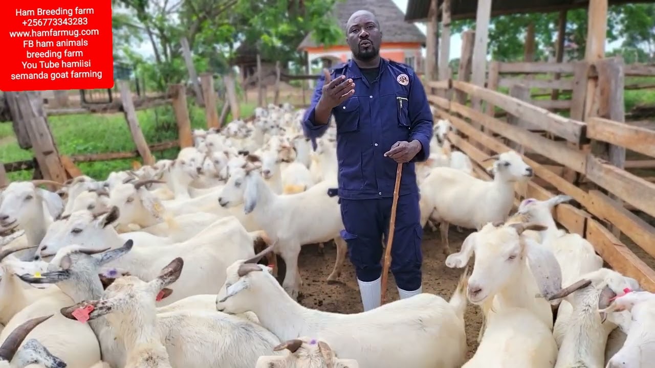 Every farmer must know this Possible causes of miscarriages in goats