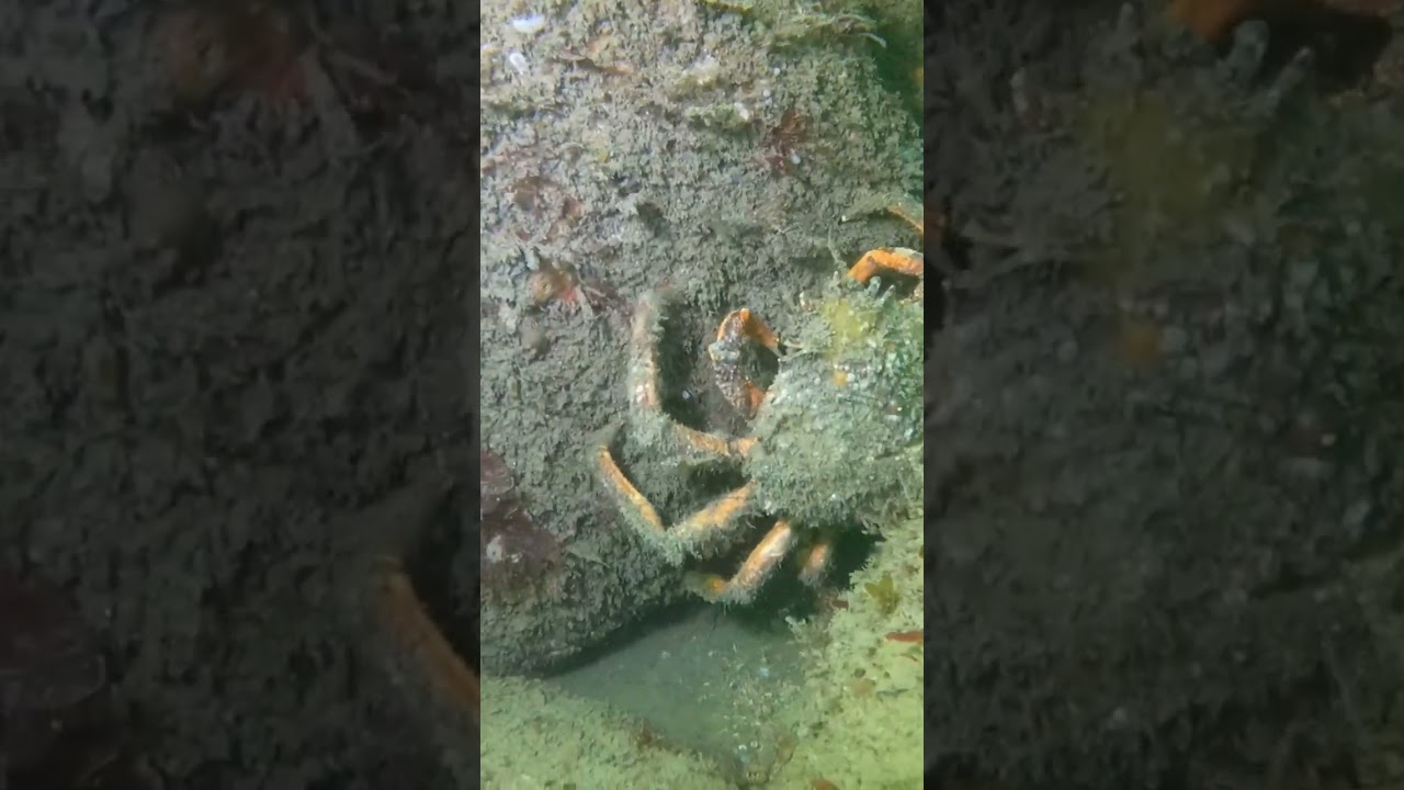 Giant Spider Crab 🦀 #shorts #diving #scubadiving #sealife #spidercrab #ireland #sandycove