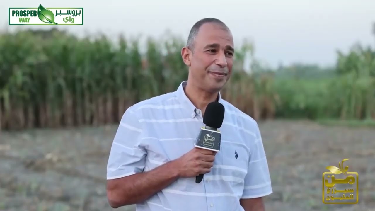 إنتاجية أعلى وجودة أفضل.. بروسبر واي تدعم مزارعي الخرشوف في مصر