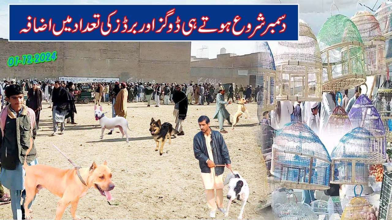 Kohat dogs market | kohat birds market | 01-12-2024 | sunday market | Mubashir info