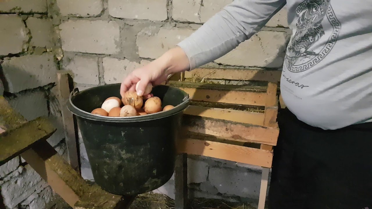 Яйценоскость кур зимой/ ломан браун/ доминант