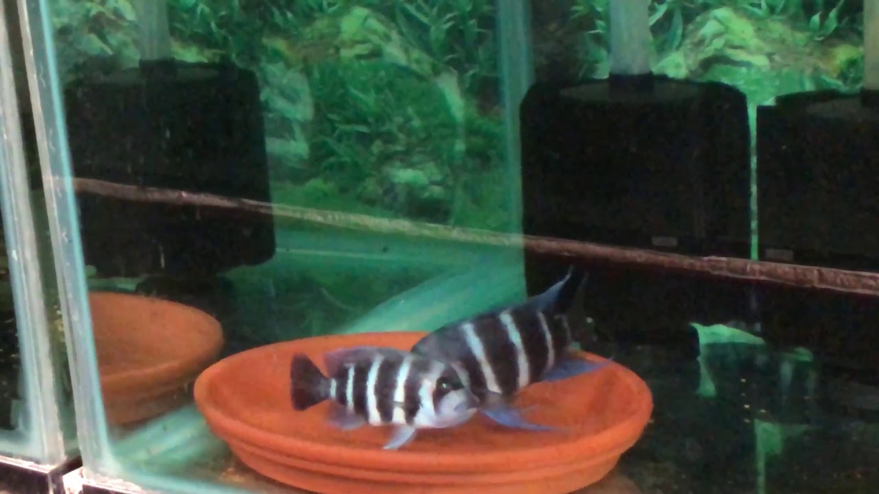 Cyphotilapia Frontosa Zaire Blue Mikula Breeding Video